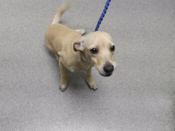 SCORPION -  Chihuahua Dog for Adoption in Omaha, Nebraska - SCORPION | PetCurious