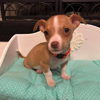 Chihuahua Dogs Available for Adoption in Fort Worth, Texas - Cosmo | PetCurious