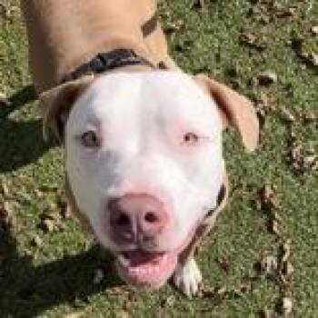 Meat Head -  Pit Bull Terrier Dog for Adoption in Hilliard, Ohio - Meat Head | PetCurious