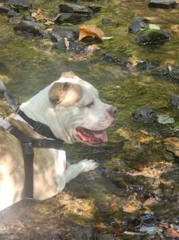 Mixed Breed Dogs Available for Adoption in West Chester, Pennsylvania - Sonnet | PetCurious