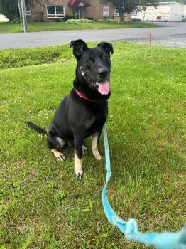 Rescue German Shepherd Dog and Siberian Husky Dogs for Adoption in Syracuse, New York - Chester | PetCurious