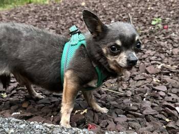 Dudley -  Chihuahua Dog for Adoption in Pottstown, Pennsylvania - Dudley | PetCurious