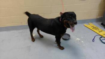 MAX -  Rottweiler Dog for Adoption in Tulsa, Oklahoma - MAX | PetCurious