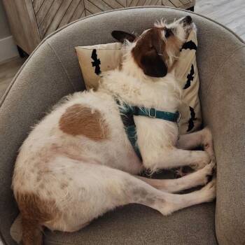 Juice -  Mixed Breed Dog for Adoption in Hobe Sound, Florida - Juice | PetCurious
