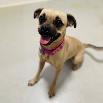 Rescue Pug Dogs for Adoption in Chino Hills, California - Leslie - Costa Mesa Location | PetCurious