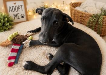 Dina -  Whippet Dog for Adoption in Colorado Springs, Colorado - Dina | PetCurious