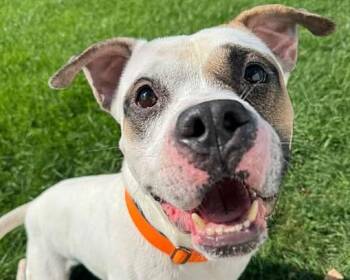 Snow -  Pit Bull Terrier Dog for Adoption in Euclid, Ohio - Snow | PetCurious