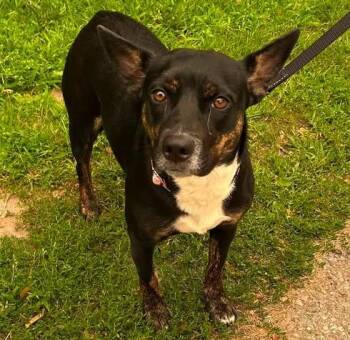 Diamond -  Rat Terrier and Cattle Dog Dog for Adoption in Traverse City, Michigan - Diamond | PetCurious