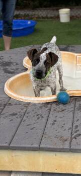 Riley -  German Shorthaired Pointer Dog for Adoption in Pawleys Island, South Carolina - Riley | PetCurious