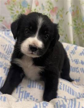 HAPPY -  Australian Cattle Dog Blue Heeler and Mixed Breed Dog for Adoption in Rosenberg, Texas - HAPPY | PetCurious