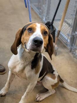 Rudy -  Treeing Walker Coonhound Dog for Adoption in Minneapolis, Minnesota - Rudy | PetCurious