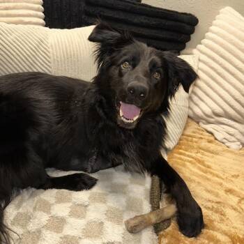 Border Collie Dogs Available for Adoption - Molly | PetCurious