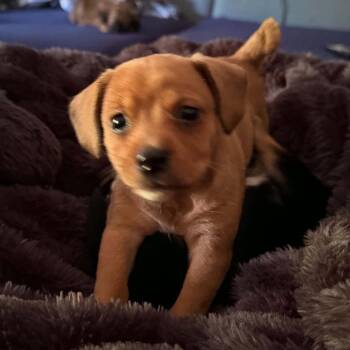 Simon -  Mixed Breed Dog for Adoption in Olathe, Kansas - Simon | PetCurious