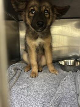 Jolene -  German Shepherd Dog Dog for Adoption in Mobile, Alabama - Jolene | PetCurious