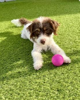 Toby -  Poodle and Yorkshire Terrier Dog for Adoption in Little Rock, Arkansas - Toby | PetCurious