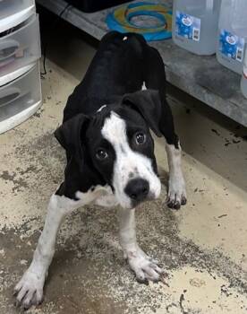 Rescue Pit Bull Terrier and Mixed Breed Dogs for Adoption in West Memphis, Arkansas - Butler | PetCurious