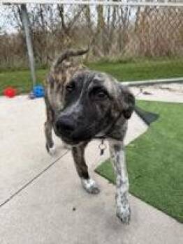 Moe -  Mixed Breed Dog Available for Adoption in Manitowoc, Wisconsin - Moe | PetCurious
