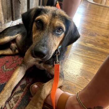 Larry -  Hound and Mixed Breed Dog for Adoption in Fayetteville, Arkansas - Larry | PetCurious