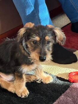 Dachshund and Chihuahua Dogs Available for Adoption - Oli | PetCurious