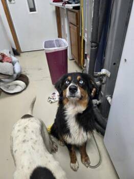 Australian Shepherd Dogs Available for Adoption in Sullivan, Indiana - Carly | PetCurious