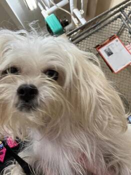 Honey -  Mixed Breed Dog for Adoption in Cincinnati, Ohio - Honey | PetCurious