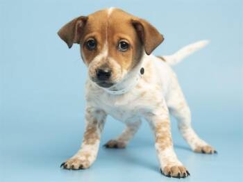 ROBIN -  Australian Cattle Dog Blue Heeler Dog for Adoption in Phoenix, Arizona - ROBIN | PetCurious