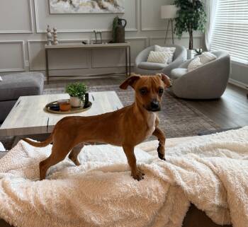 Rescue Dachshund and Chihuahua Dogs for Adoption in Rock Hill, South Carolina - Shorty | PetCurious