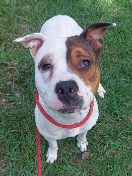 American Staffordshire Terrier Dogs Available for Adoption in Fort Lauderdale, Florida - SNOW | PetCurious