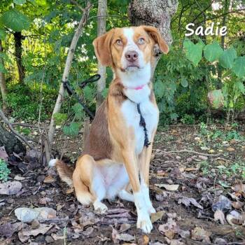 Hound and Mixed Breed Dogs Available for Adoption in Madisonville, Tennessee - Sadie | PetCurious