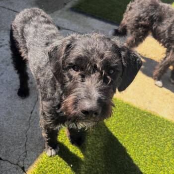 Wirehaired Terrier and Mixed Breed Dogs Available for Adoption in Richmond, California - SATURN | PetCurious