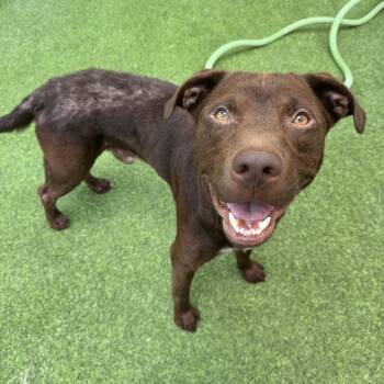 Murdock -  Chocolate Labrador Retriever Dog for Adoption in Pensacola, Florida - Murdock | PetCurious