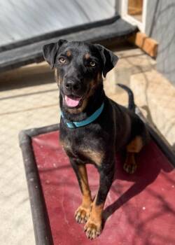 Shepherd and Mixed Breed Dogs Available for Adoption in Severance, Colorado - Boomer | PetCurious