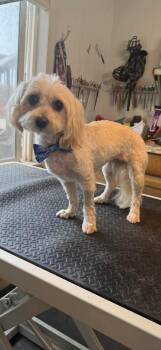 Havanese Dogs Available for Adoption in Greenwich, New York - Puff | PetCurious