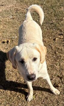Rescue Yellow Labrador Retriever and Great Pyrenees Dogs for Adoption in Calera, Alabama - Cady | PetCurious