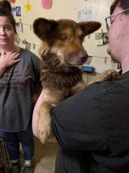 Voyager : B’Elanna -  Shetland Sheepdog Sheltie Dog for Adoption in Aurora, Indiana - Voyager : B’Elanna | PetCurious