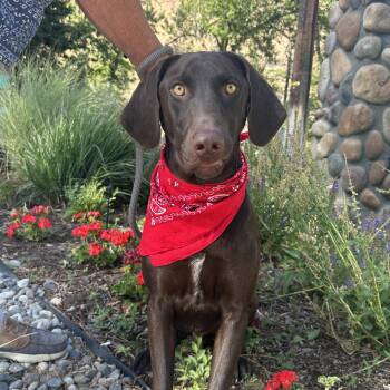 Rescue Chocolate Labrador Retriever and Pointer Dogs for Adoption in Olympia, Washington - Vinnie | PetCurious
