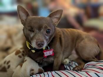 Chihuahua Dogs Available for Adoption - Buster | PetCurious