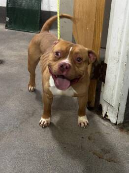 HAYES -  Pit Bull Terrier Dog for Adoption - HAYES | PetCurious