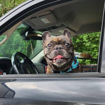 French Bulldog Dogs Available for Adoption in Huber Heights, Ohio - Buddy | PetCurious