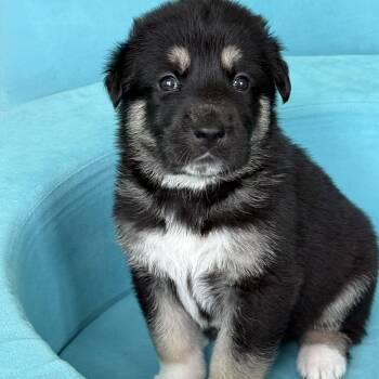 AMBER-Local -  Anatolian Shepherd Dog for Adoption in Warwick, Rhode Island - AMBER-Local | PetCurious