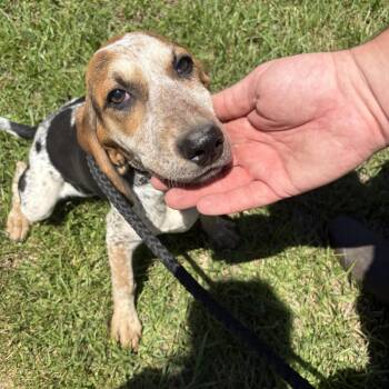 Wilma -  Bluetick Coonhound Dog Available for Adoption in Elberon, Virginia - Wilma | PetCurious