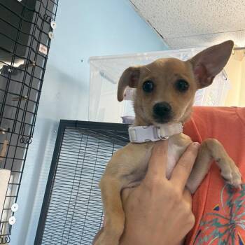 Roxy -  Chihuahua Dog for Adoption in Wahiawa, Hawaii - Roxy | PetCurious