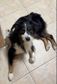 Australian Shepherd Dogs Available for Adoption in Orlando, Florida - Ransom | PetCurious