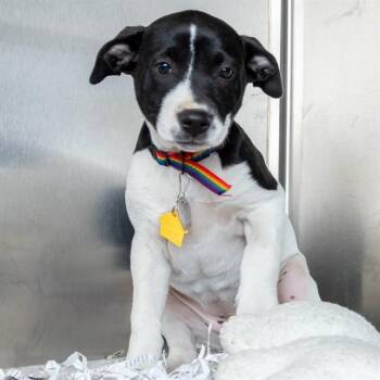 Catahoula Leopard Dog and Mixed Breed Dogs Available for Adoption in St. Louis, Missouri - BOBANTHA | PetCurious