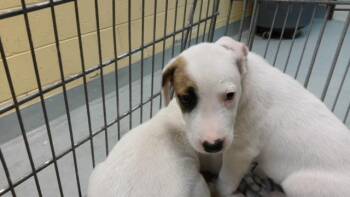 SPROUT -  Labrador Retriever and Mixed Breed Dog for Adoption in Tulsa, Oklahoma - SPROUT | PetCurious