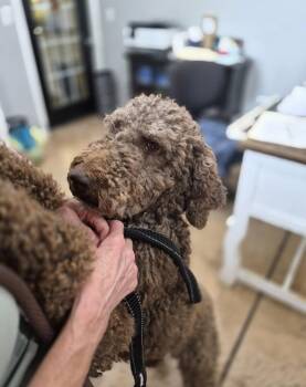 Labradoodle Dogs Available for Adoption in Broomfield, Colorado - Craven / Piper | PetCurious