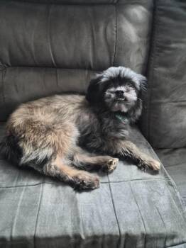 Luna -  Shih Tzu Dog for Adoption in Walnutport, Pennsylvania - Luna | PetCurious