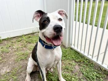 Rescue American Staffordshire Terrier Dogs for Adoption in Fort Lauderdale, Florida - CECE | PetCurious