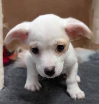 French Bulldog and Boston Terrier Dogs Available for Adoption - Margarita | PetCurious