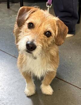 Pen 217 Norbit -  Terrier Dog for Adoption in Lawrenceville, Georgia - Pen 217 Norbit | PetCurious